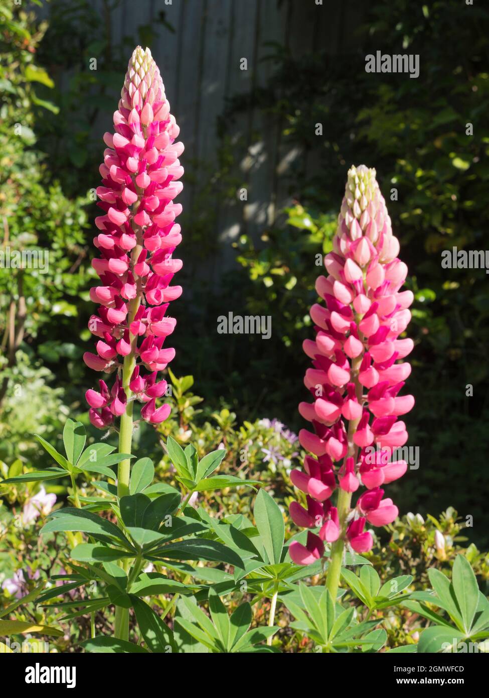 Radley Village, Oxfordshire, England - 20. Mai 2020; keine Menschen im Blick. Lupines zeigt jedes Jahr eine schöne Show in unserem Garten in Oxfordshire. Der Lupinus fa Stockfoto