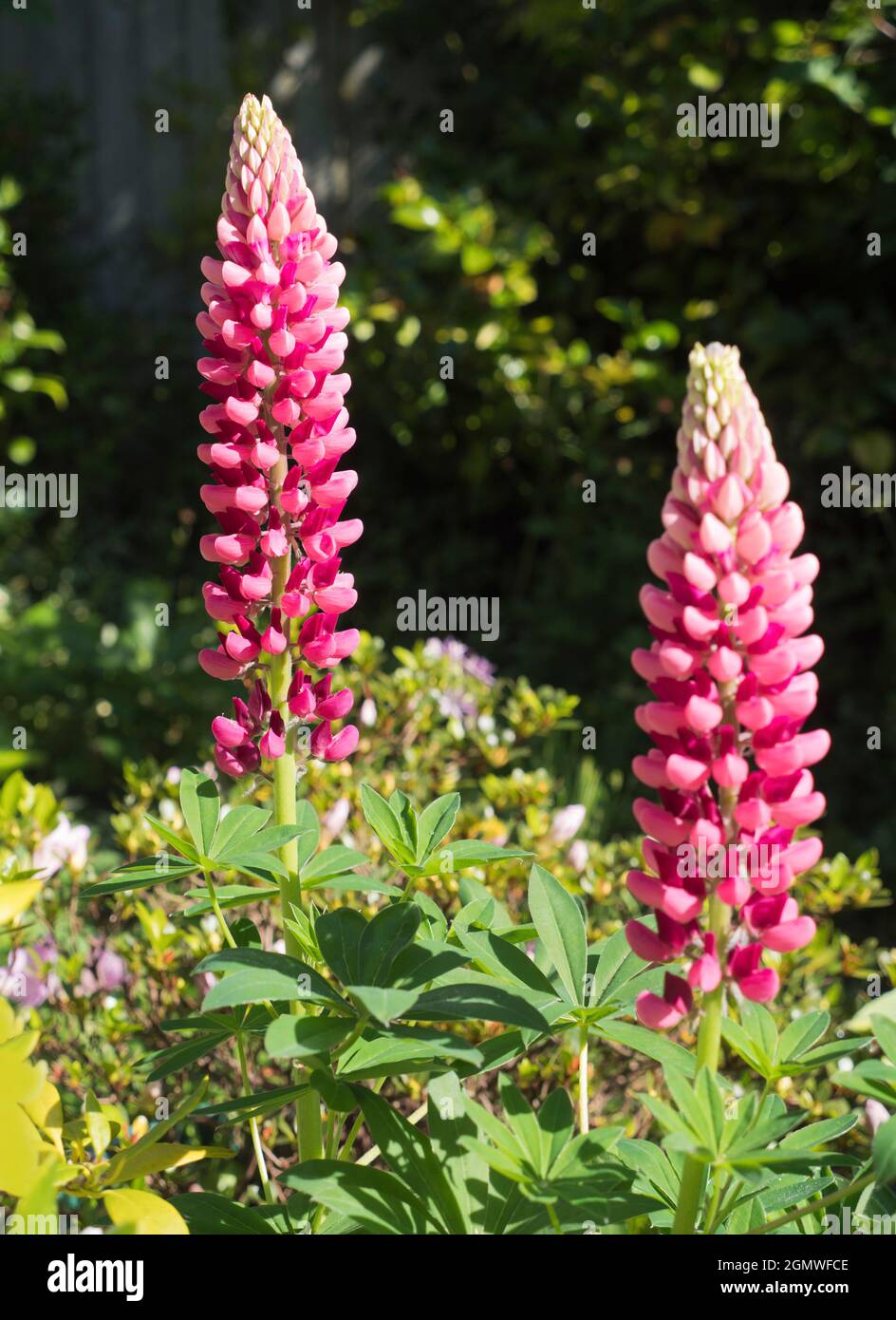 Radley Village, Oxfordshire, England - 20. Mai 2020; keine Menschen im Blick. Lupines zeigt jedes Jahr eine schöne Show in unserem Garten in Oxfordshire. Der Lupinus fa Stockfoto