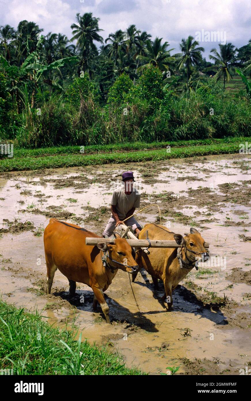 Ein Mann und seine Ochsen pflügen schlammige Reisfelder im Zentrum von Bali. Niederschläge und Temperaturniveaus machen Bali extrem fruchtbar und mehrere Reisharben Stockfoto