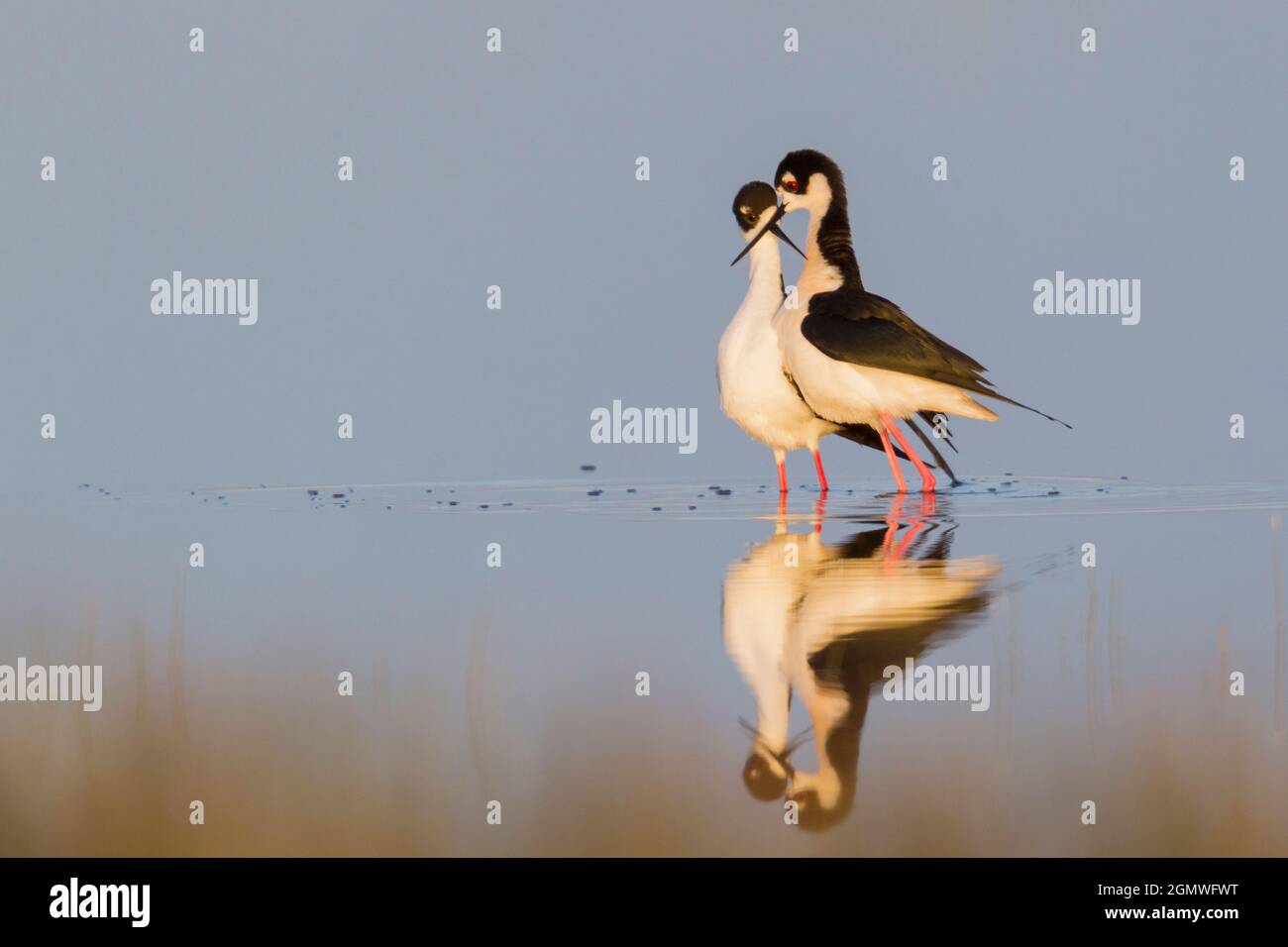 Schwarze Stelzen; Courtship-Tanz Stockfoto