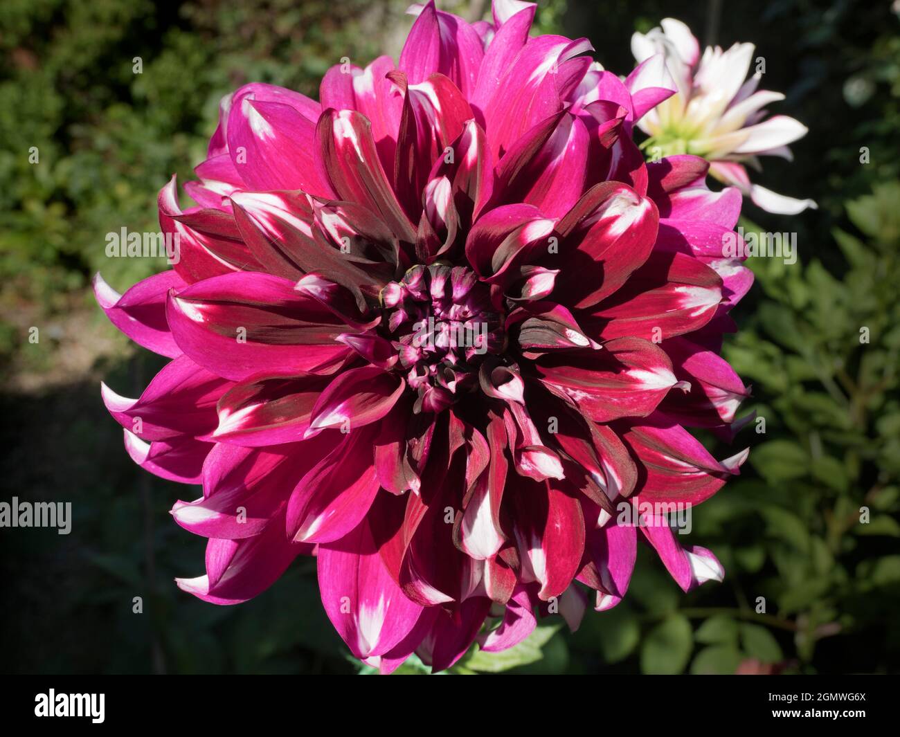 Radley, Oxfordshire, England - 20. Juli 2020 Dahlien haben von Juli bis August jedes Jahr eine schöne Show in unserem Garten im Radley Village Oxfordshire gezeigt Stockfoto
