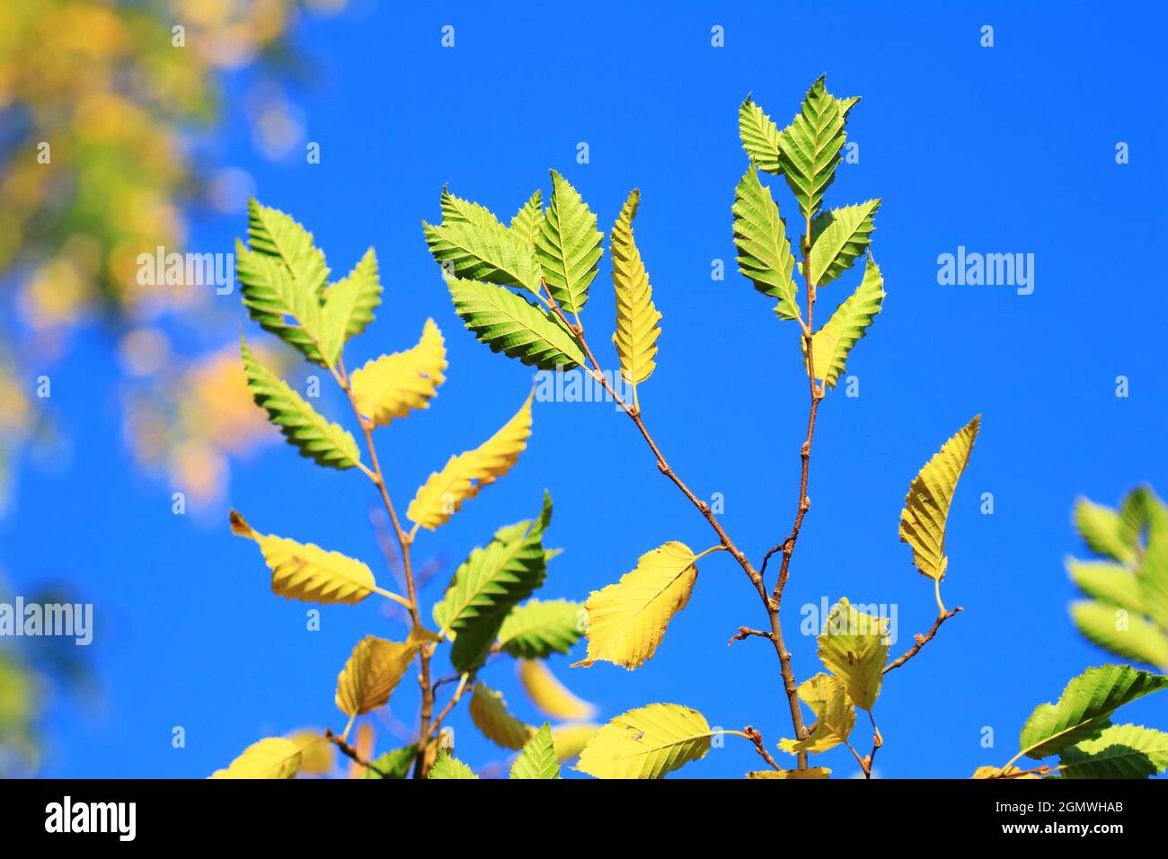 Bunte Blätter auf Baum im Herbst, klarer blauer Himmel im Hintergrund Stockfoto