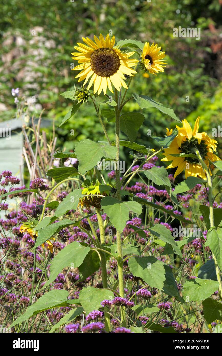 Sonnenblumen wachsen unter Eisenkraut auf einer Gartenanlage in Herefordshire im September 2021 Stockfoto