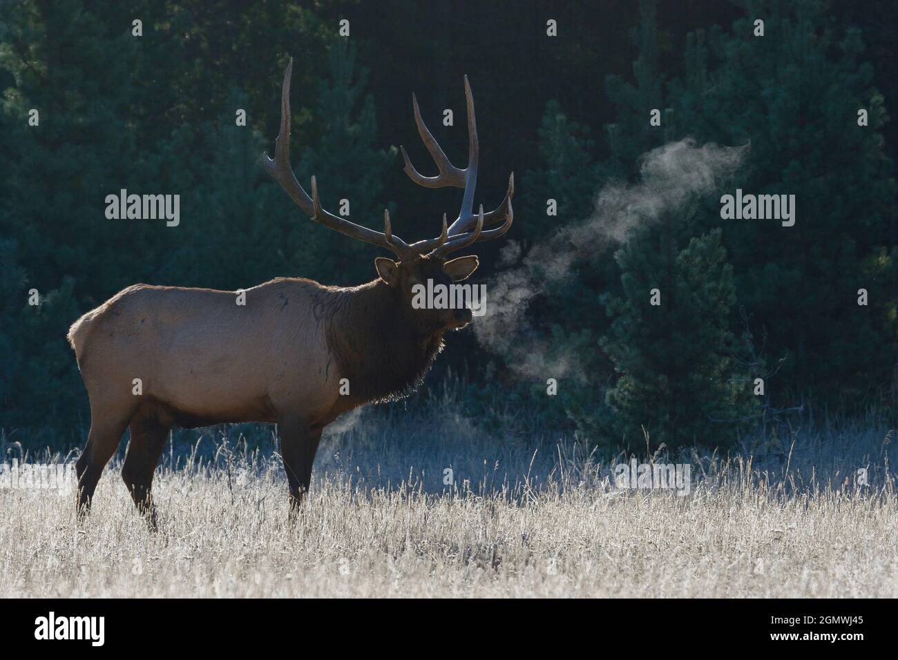 Rocky Mountain Bullenelch mit gebrochenem Geweih Stockfoto