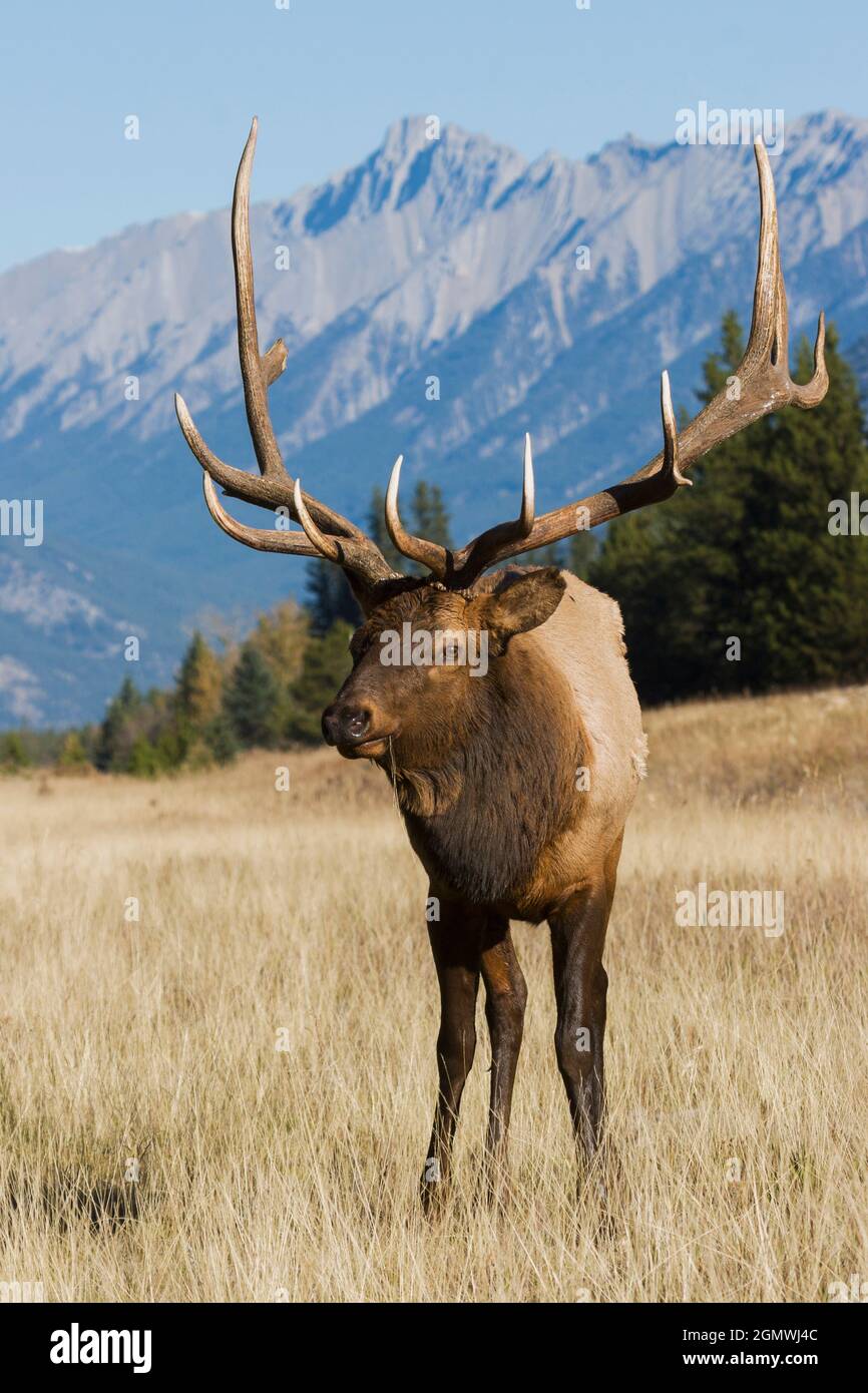 Rocky Mountain Bullenelch mit gebrochenem Geweih Stockfoto
