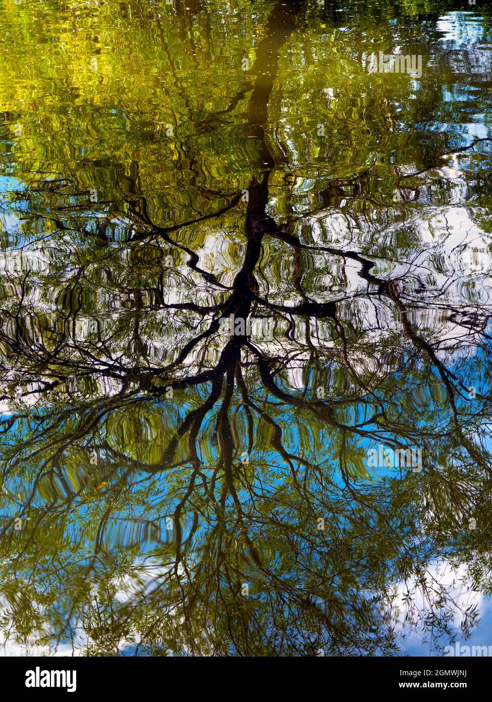 Oxford, England - 2. Juli 2019 Abstraktes Bild eines Baumes, der sich in der Themse in der Nähe von Port Meadow, Oxford, widerspiegelt. Keine Betrügereien in Photoshop, nur s Stockfoto