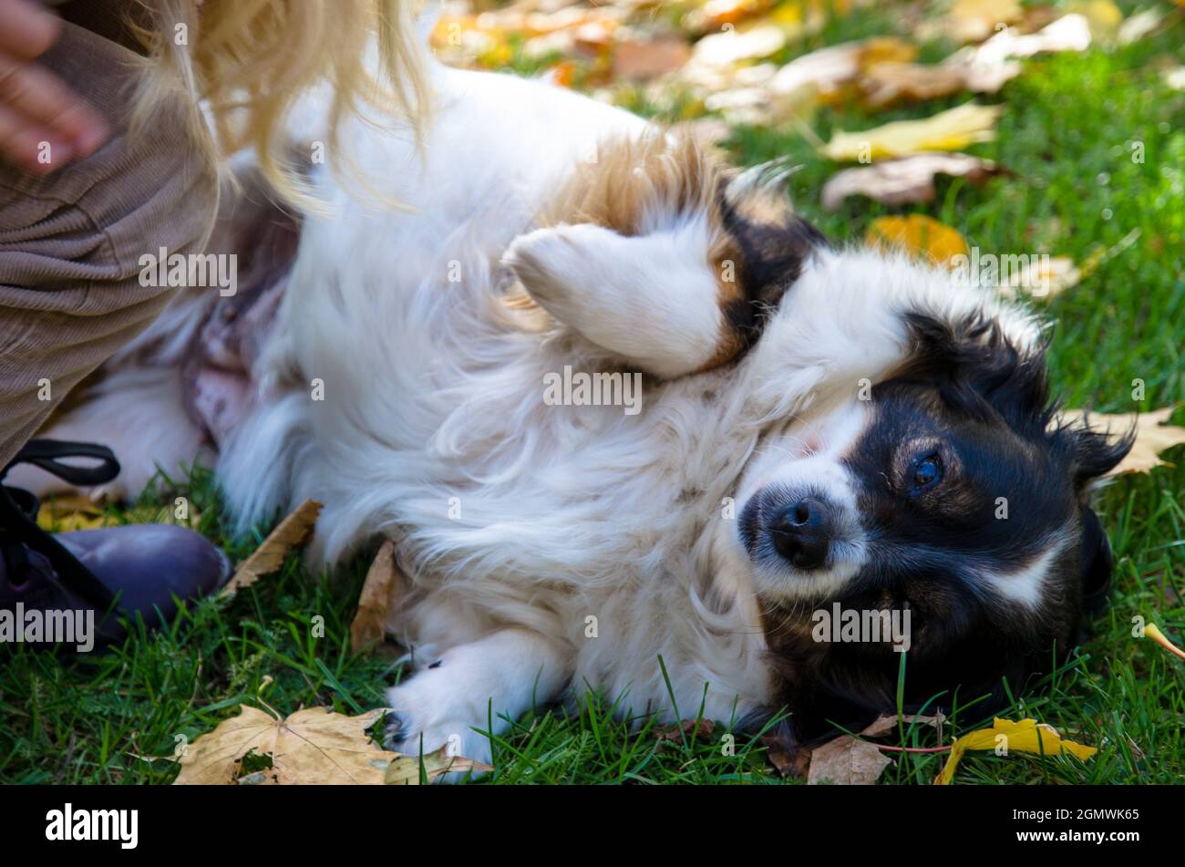 Niedlicher Hund liegt im Herbstgras Stockfoto