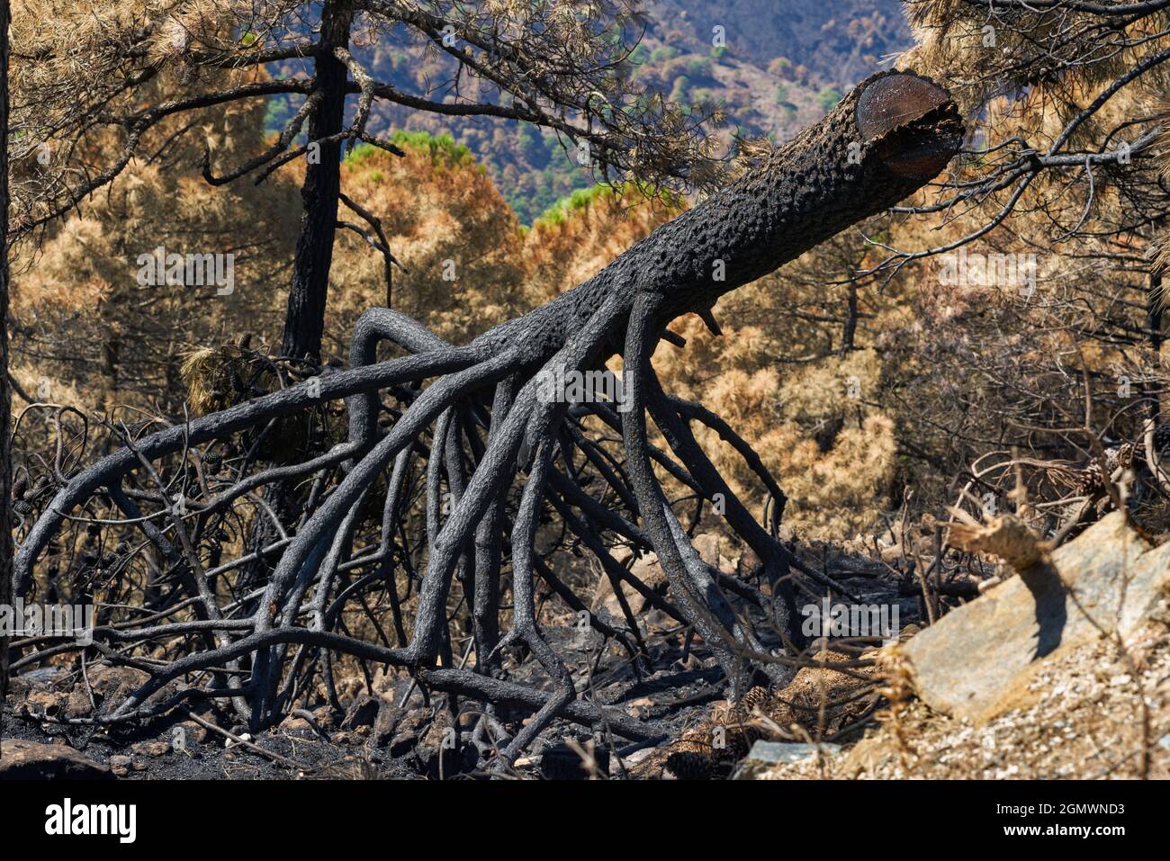 Wald aus Holzstämmen, die in Jubrique, an der Grenze zur Sierra Bermeja im Genal-Tal, Málaga, verbrannt wurden. Andalusien, Spanien. September 2021 Stockfoto