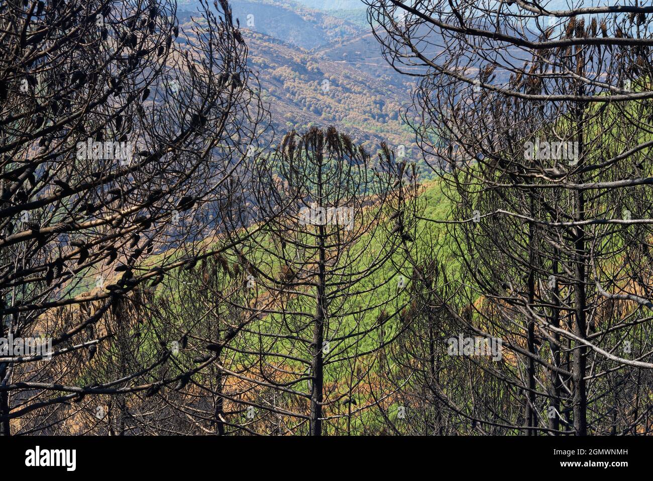 Wald aus Holzstämmen, die in Jubrique, an der Grenze zur Sierra Bermeja im Genal-Tal, Málaga, verbrannt wurden. Andalusien, Spanien. September 2021 Stockfoto