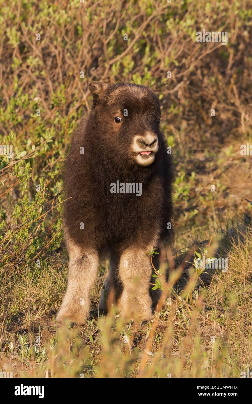 Neugieriges Moschus Ochsenkalb. Stockfoto