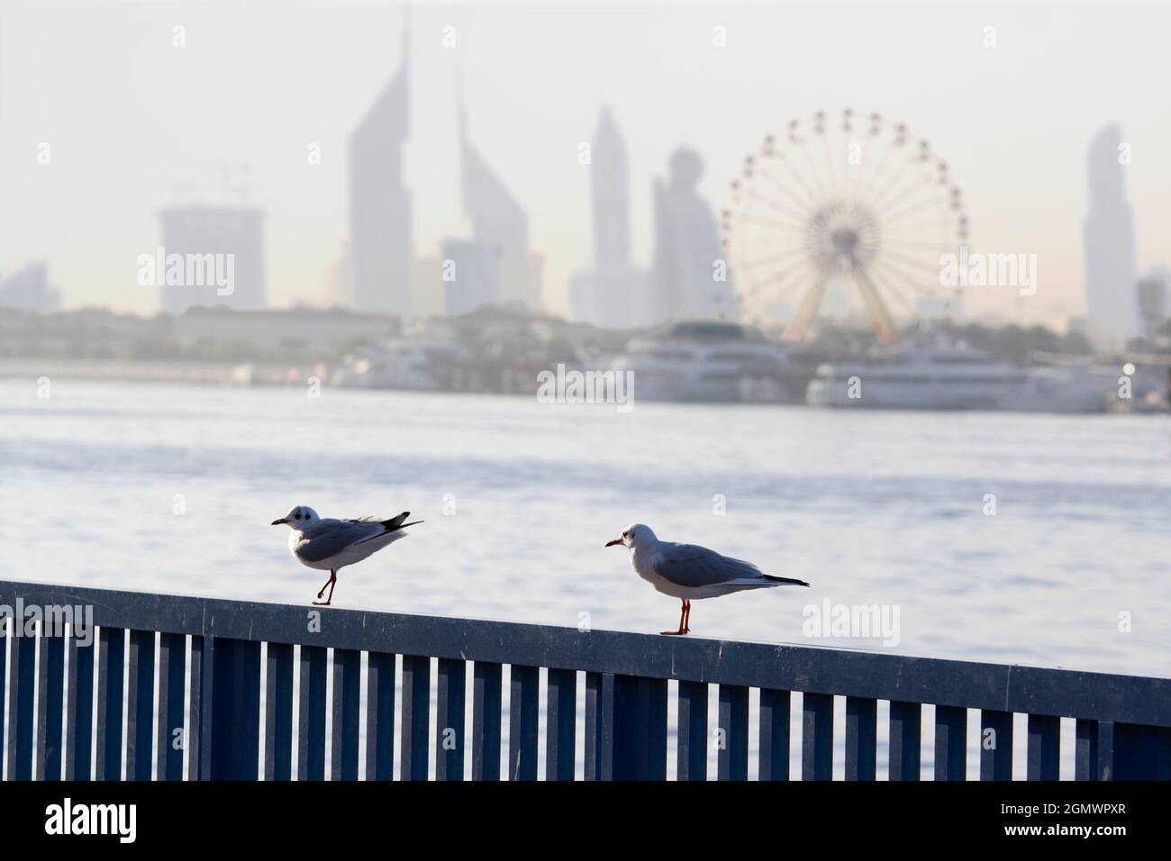 Dubai, Vereinigte Arabische Emirate - Februar 2008; Dubai Creek ist ein Salzwasser-Streatc aus Wasser in Dubai, Vereinigte Arabische Emirate. Als Teil des neuen D Stockfoto