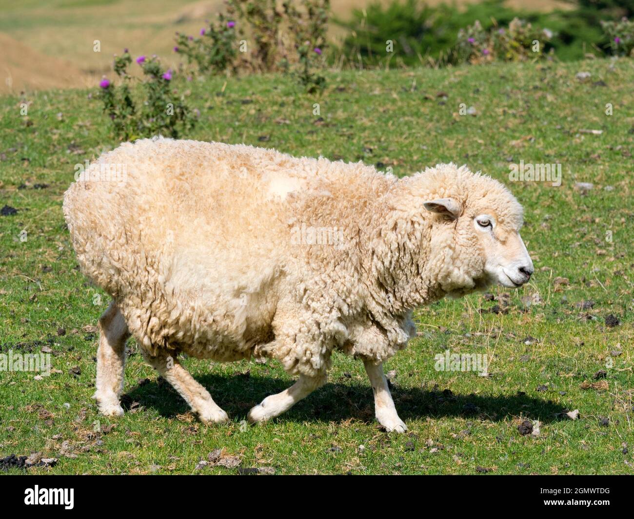 Otago, Neuseeland Südinsel - 26. Februar 2019 Schafe weiden auf Grasland über Allans Beach, einem schönen, aber unheimlich verlassenen Pazifik - gegenüber Stockfoto