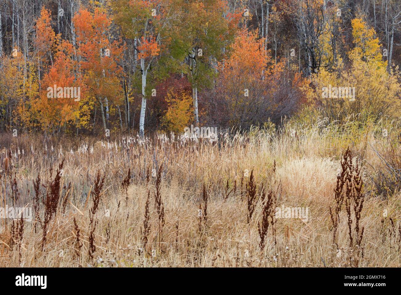 Herbst in den Rocky Mountains Stockfoto