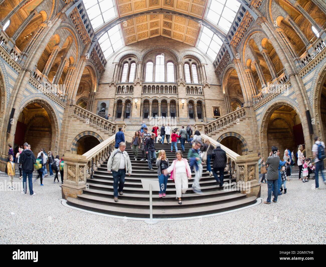 London, England - 2013; das Natural History Museum in London ist ein großes und sehr geliebtes Naturkundemuseum, das eine große Auswahl an Exemplaren ausstellt Stockfoto