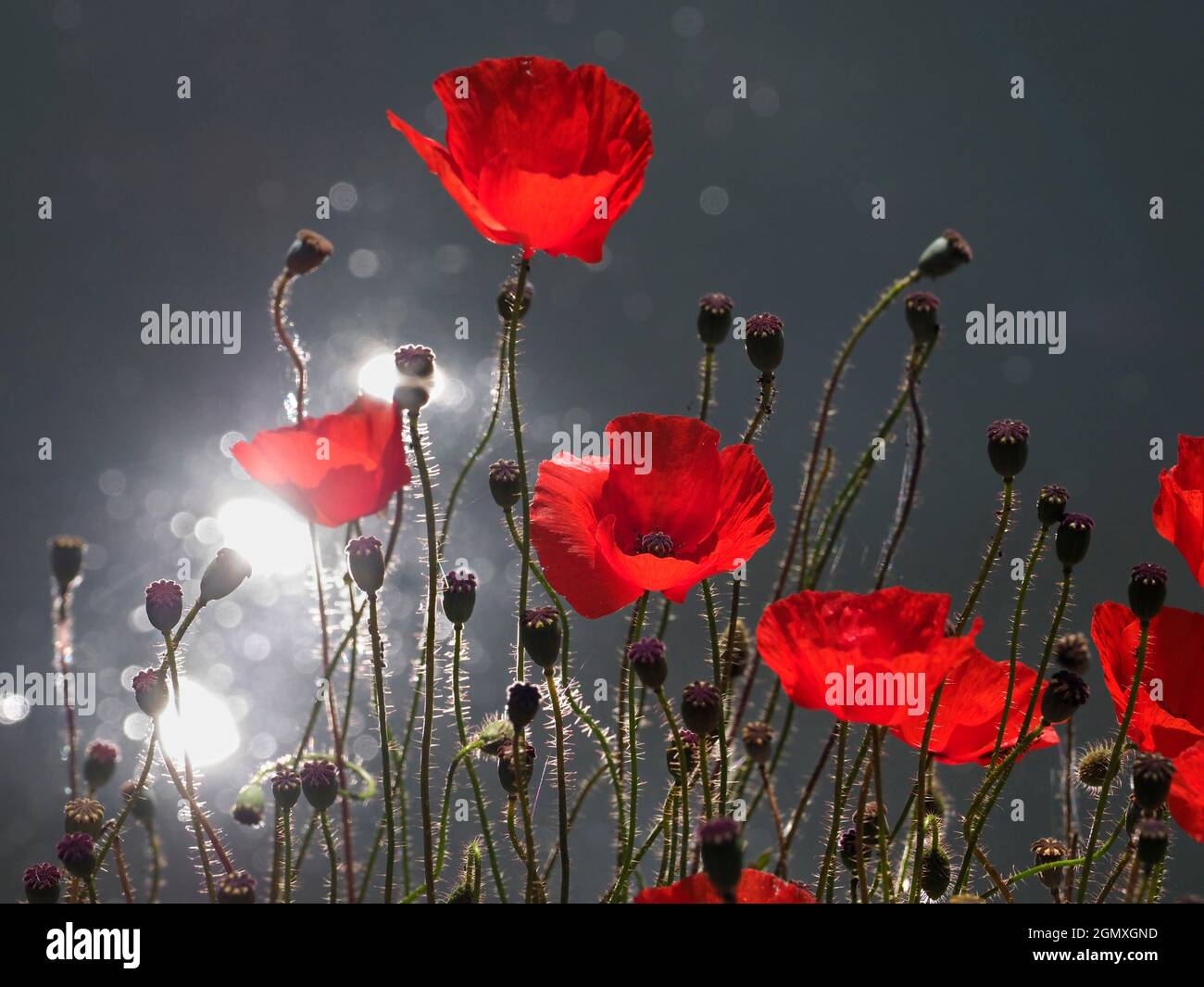 River Thames, Oxfordshire, England - 13. Juli 2019 Mohnblumen sind eine blühende Pflanze in der Unterfamilie Papaveroideae der Familie Papaveraceae. Sie sind es Stockfoto