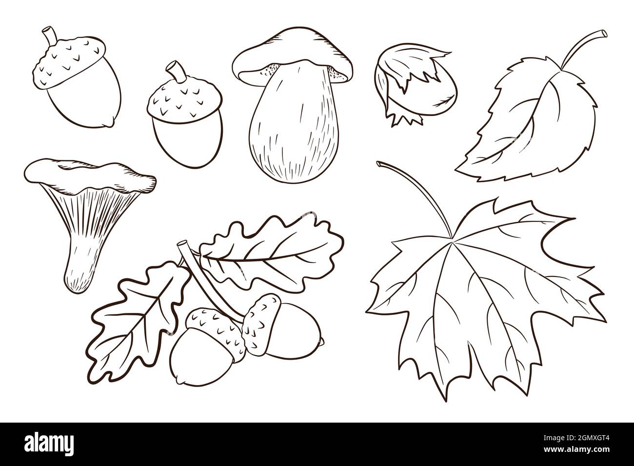 Handgezeichnete Sammlung „Harvest Elements“. Eicheln- und Ahornblätter, Eicheln, Pilze. Wald Deko Set für Print, Aufkleber, Einladung und Grußkarten Design und Dekoration. Premium Vector Stock Vektor