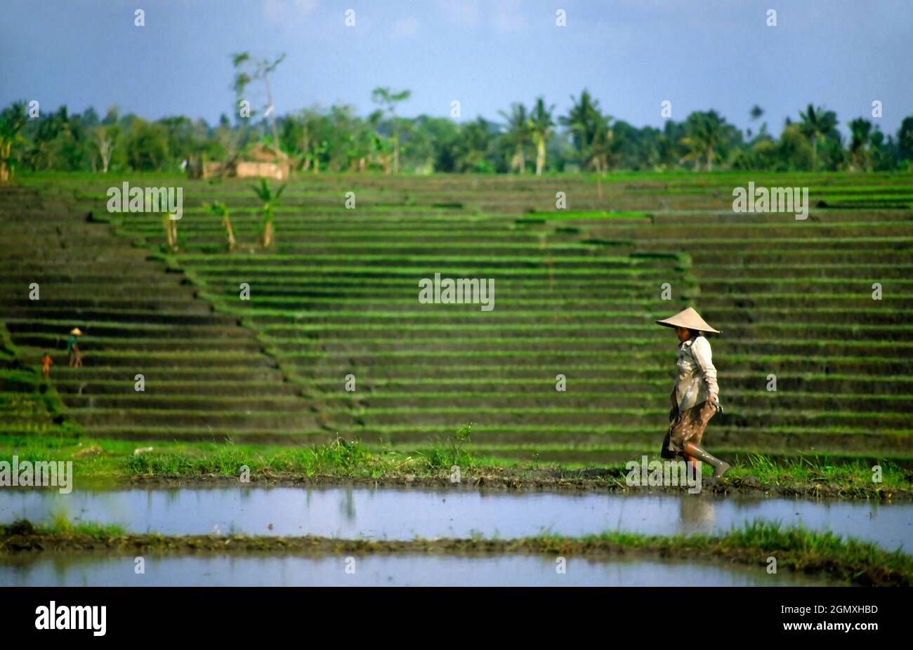 Eine Alltagsszene der Landwirtschaft in den terrassierten Reisfeldern im Herzen von Bali, Indonesien. Reis ist die Hauptnahrungsmittelpflanze der Insel und aufgrund seiner feinen Stockfoto