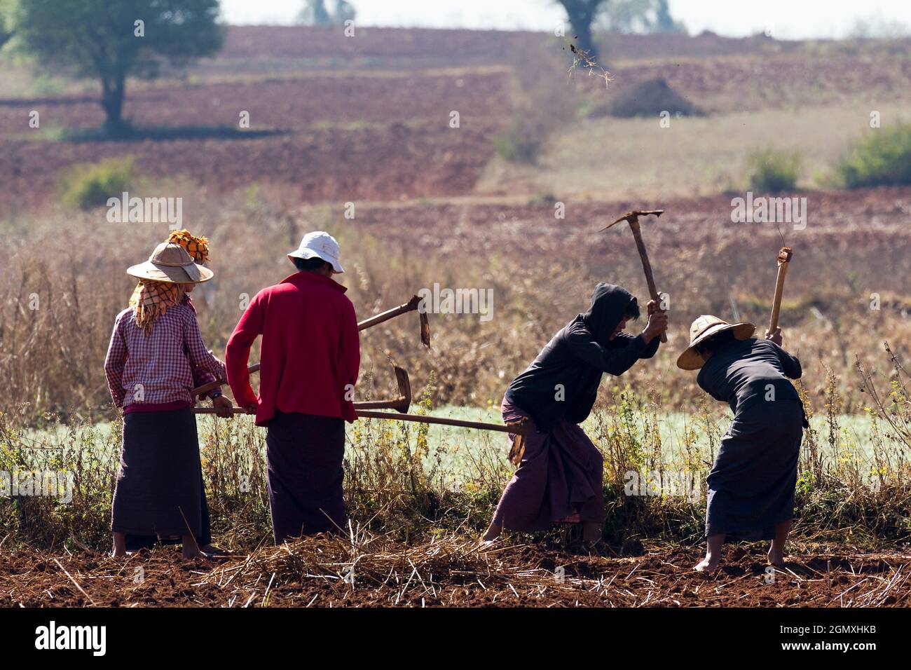 Pindaya, Myanmar - 31. Januar 2013; Eine zeitlose Szene rückenbrechender manueller Arbeit. Bauern brechen Boden auf einem Feld in der Nähe der buddhistischen Höhlen bei Pi Stockfoto