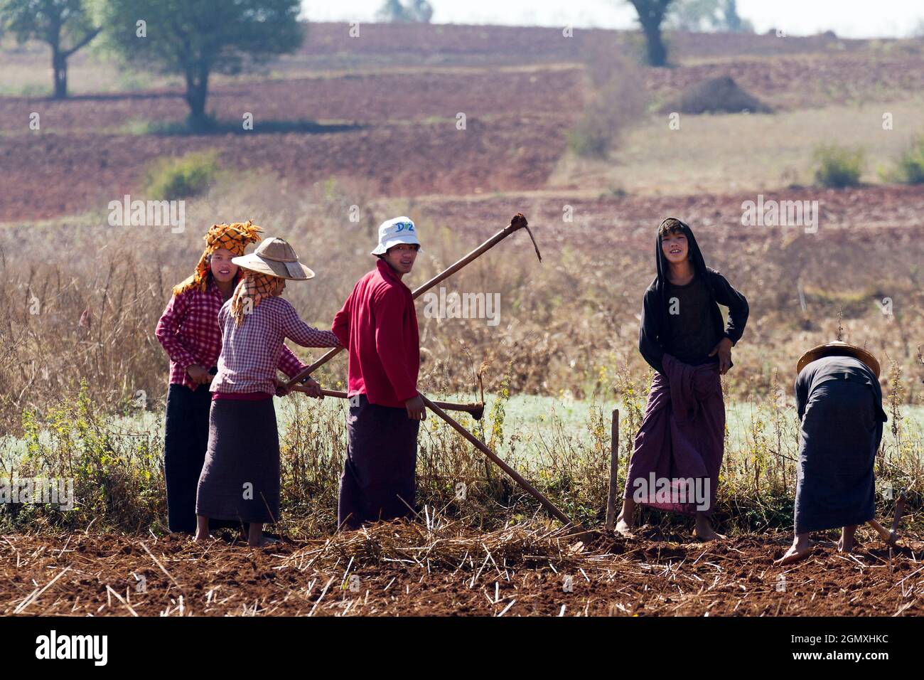Pindaya, Myanmar - 31. Januar 2013; Eine zeitlose Szene rückenbrechender manueller Arbeit. Bauern brechen Boden auf einem Feld in der Nähe der buddhistischen Höhlen bei Pi Stockfoto