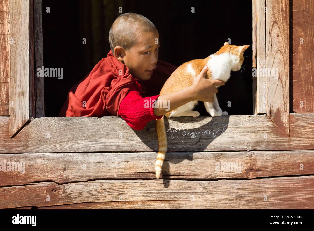 Inle-See, Myanmar - 1. Februar 2013; ein Junge in Schuss. Ein junger, angehende Mönch spielt mit einer Katze am Fenster in diesem wunderschönen Teakholz-Kloster von Stockfoto