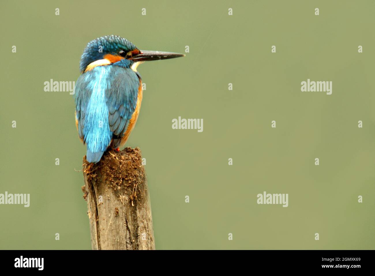 Kingfisher, Tolentino, Macerata, Marken, Italien, Europa Stockfoto