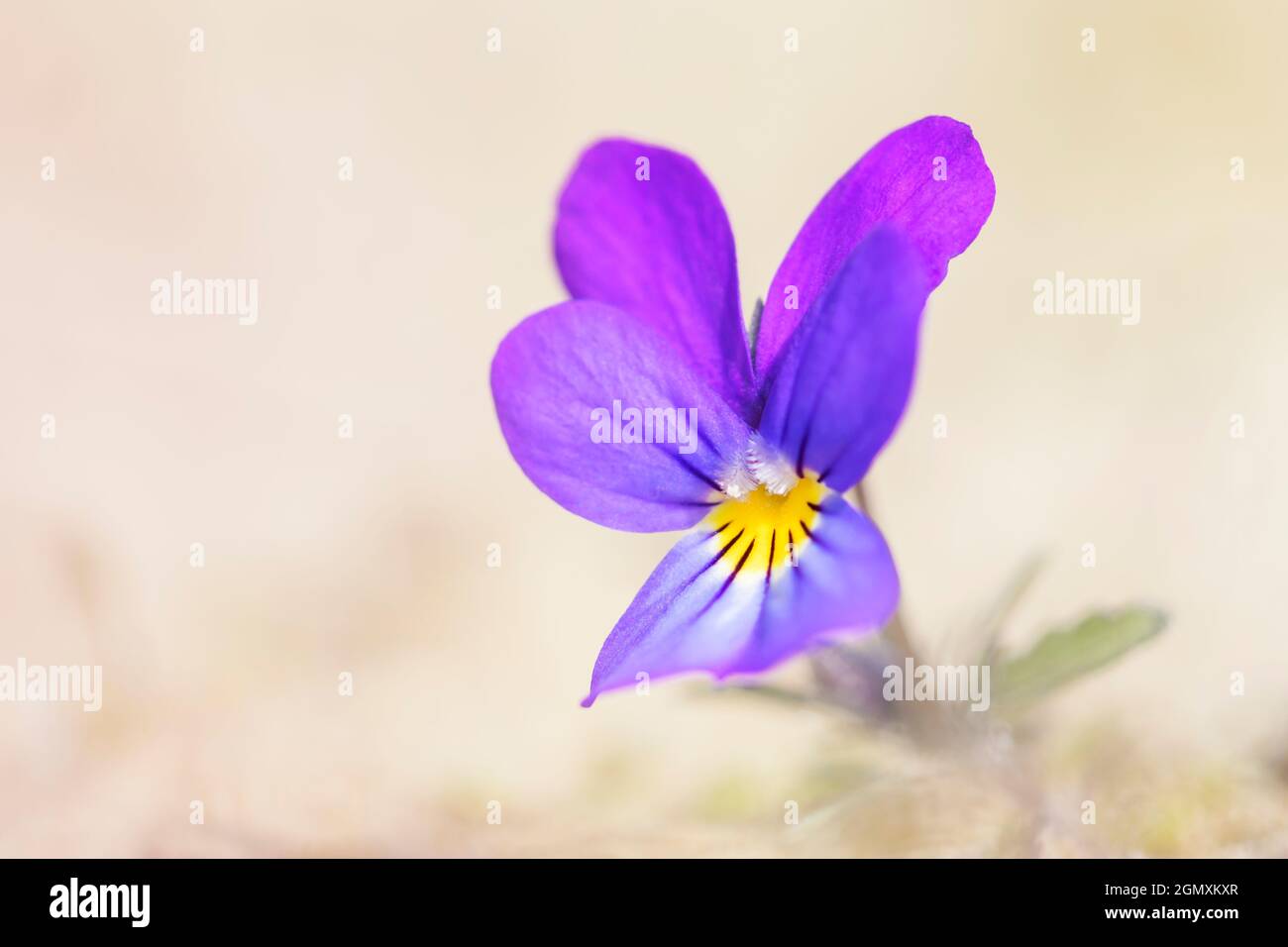 Gemeiner Hund-violett (Viola riviniana) Nahaufnahme mit geringer Schärfentiefe, Niederlande. Stockfoto