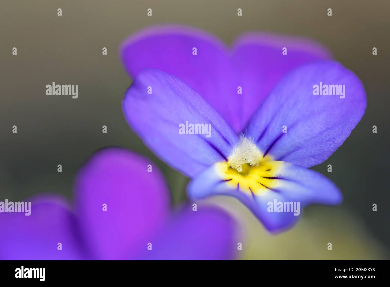 Gemeiner Hund-violett (Viola riviniana) aus der Nähe, Niederlande. Stockfoto