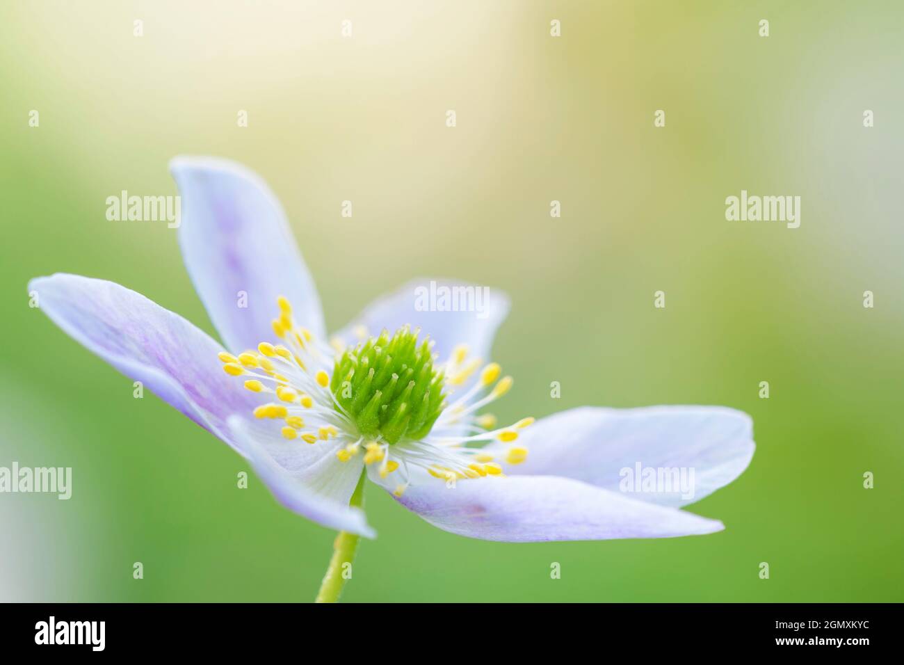Holzanemone (Anemone nemorosa) aus der Nähe, Bloemendaal, Niederlande. Stockfoto