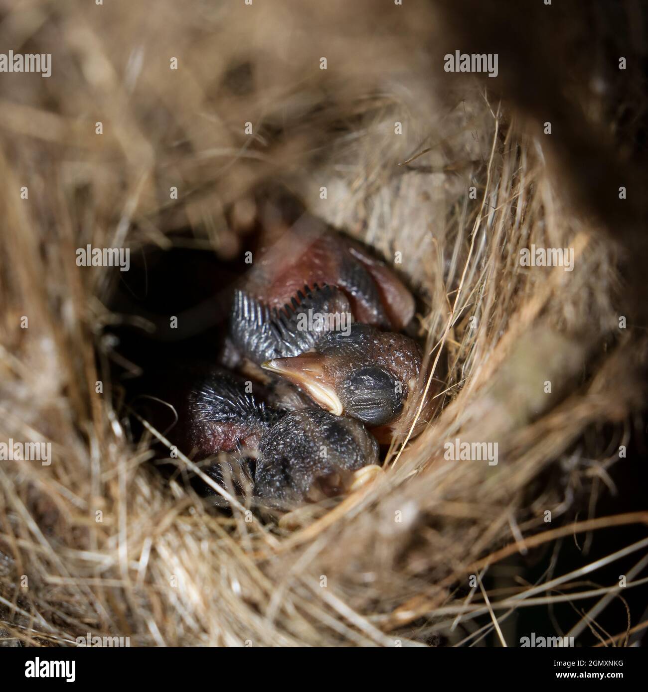 Nahaufnahme eines niedlichen Säuglings, das Küken eines kupferfarbenen Sonnenvogels sieht, der in seinem hängenden gewebten Nest am Morgen gut schläft Stockfoto