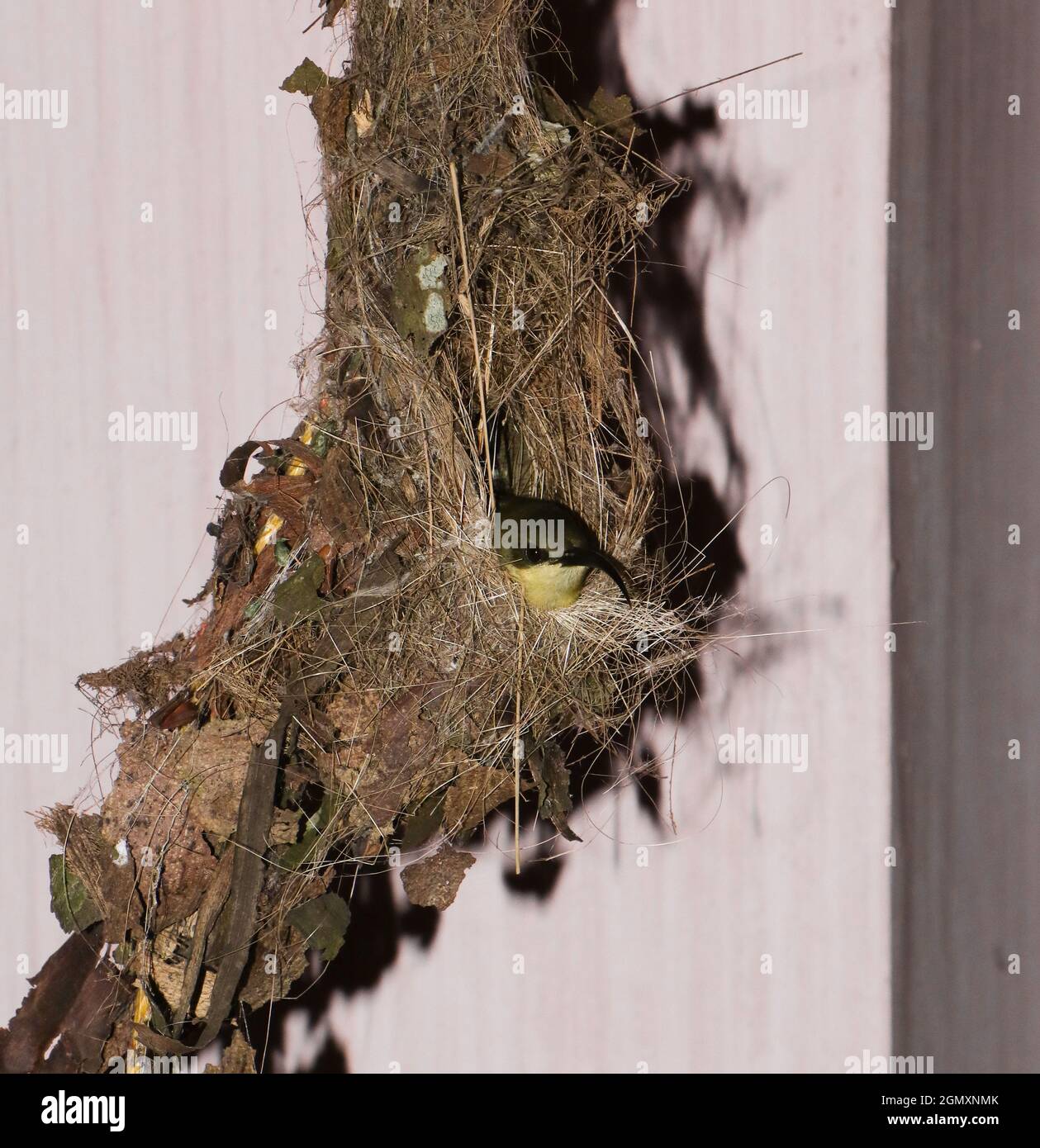 Ein kupferfarbener Sonnenvögel mit goldgelben und Kaffeefedern und einem langen gebogenen Schnabel, der abends in seinem selbstgewebten braunen Nest sitzt Stockfoto