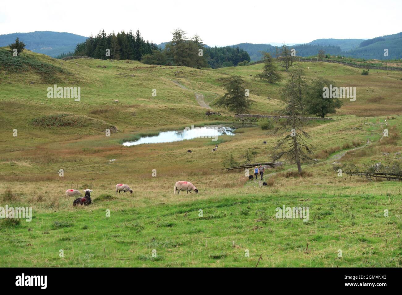 Ein Paar geht mit ihren Hunden vorbei an Wise Een Tarn, Claife, in der Nähe von Hawkshead, Lake District, Großbritannien. Schafe weiden im Vordergrund. Stockfoto