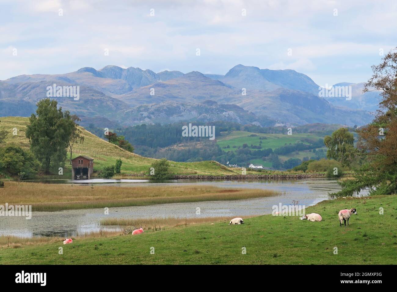 Blick über Wise Een Tarn, Claife, in der Nähe von Hawkshead, Lake District, Großbritannien. Zeigt den Old man of Coniston und die Langdale Peaks im Hintergrund. Stockfoto
