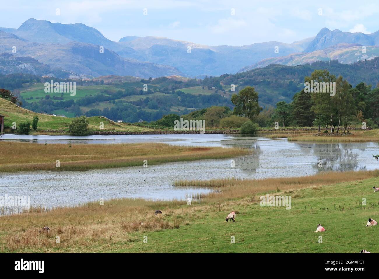 Blick über Wise Een Tarn, Claife, in der Nähe von Hawkshead, Lake District, Großbritannien. Zeigt den Old man of Coniston und die Langdale Peaks im Hintergrund. Stockfoto