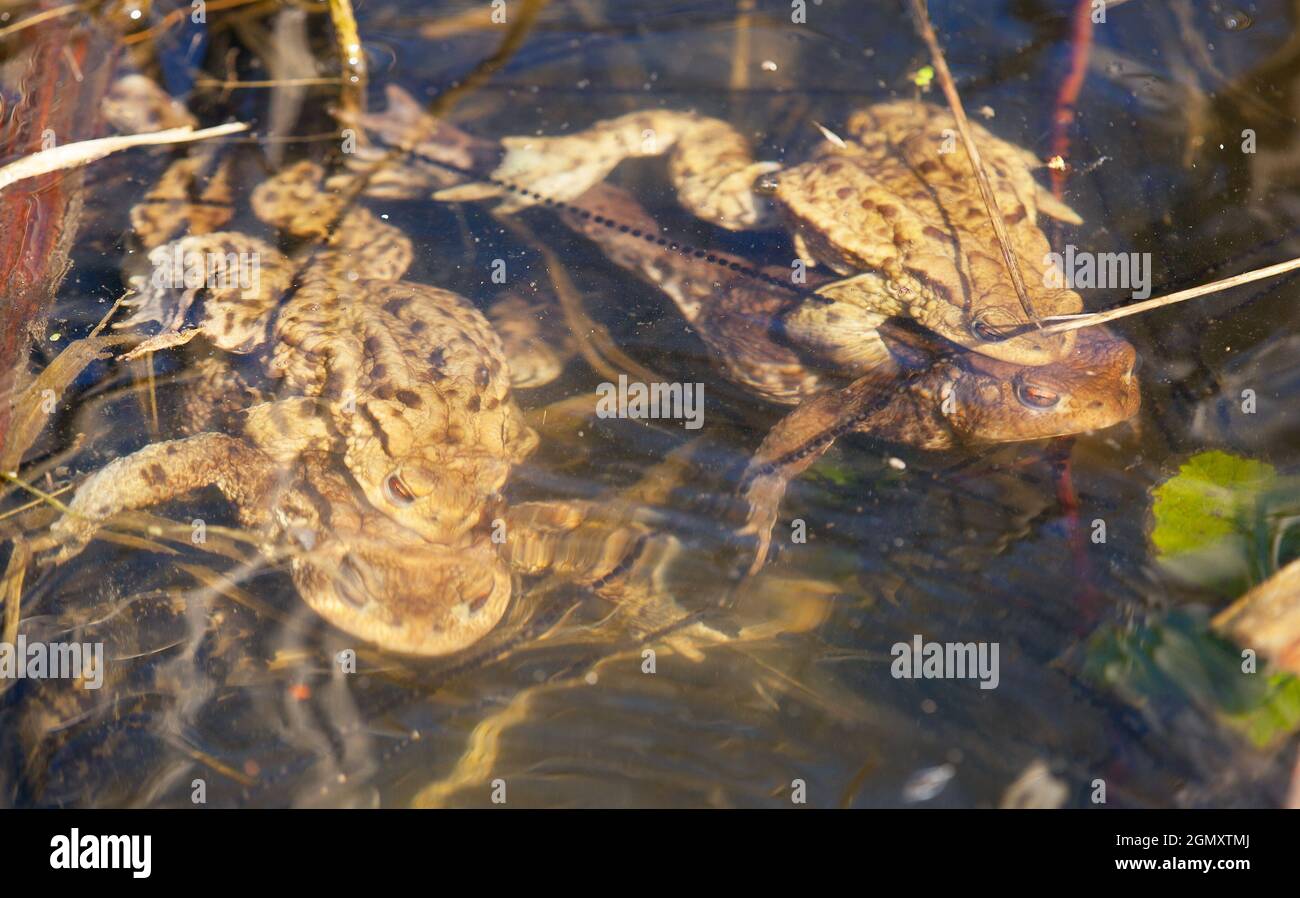 Gemeinsame oder europäische Kröte braun gefärbt, Paarungskröten im Teich Stockfoto