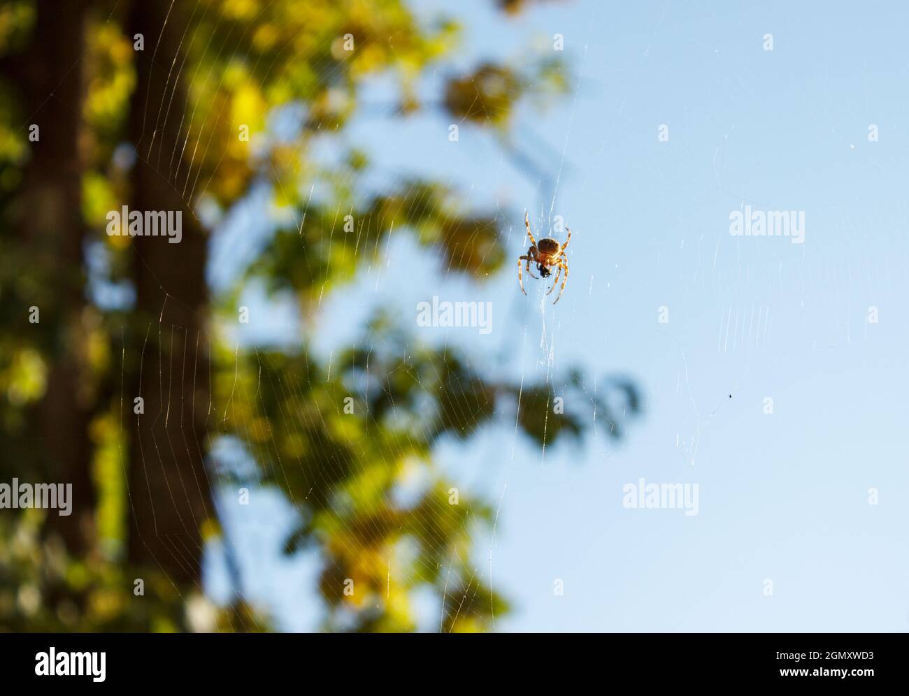 spider sitzt an sonnigen Tagen im Netz. Nahaufnahme im Freien Stockfoto