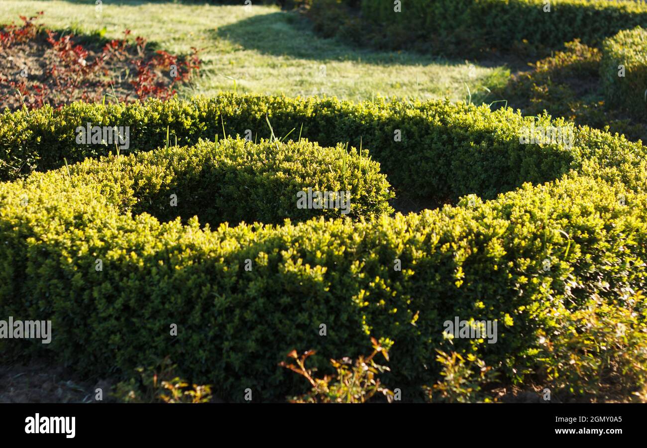 Topiari immergrüner Eibenbusch in Form einer Spirale im Park Stockfoto