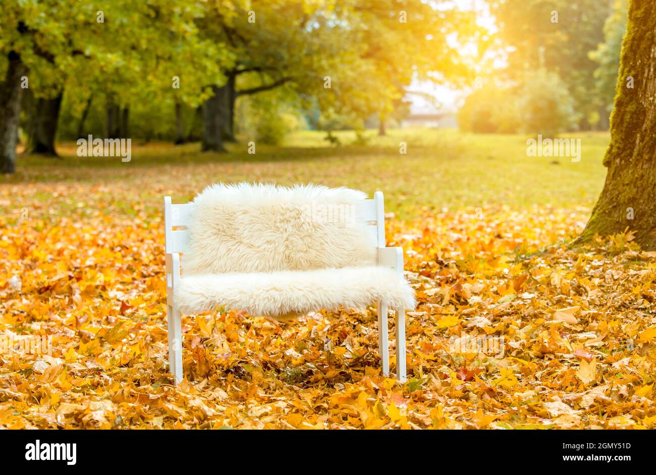 Idyllische Herbstset mit kleiner weißer Bank mit weichem Schaffell, viel goldenem Herbstahornblatt bedeckt Boden im Park, Sonne kommt vom Hintergrund. Stockfoto