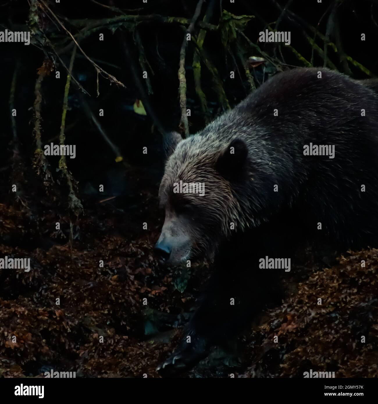 Ansicht eines Grizzlybären-Profils in den Schatten auf einer Bank im Khutzeymateen-Einlass. Stockfoto