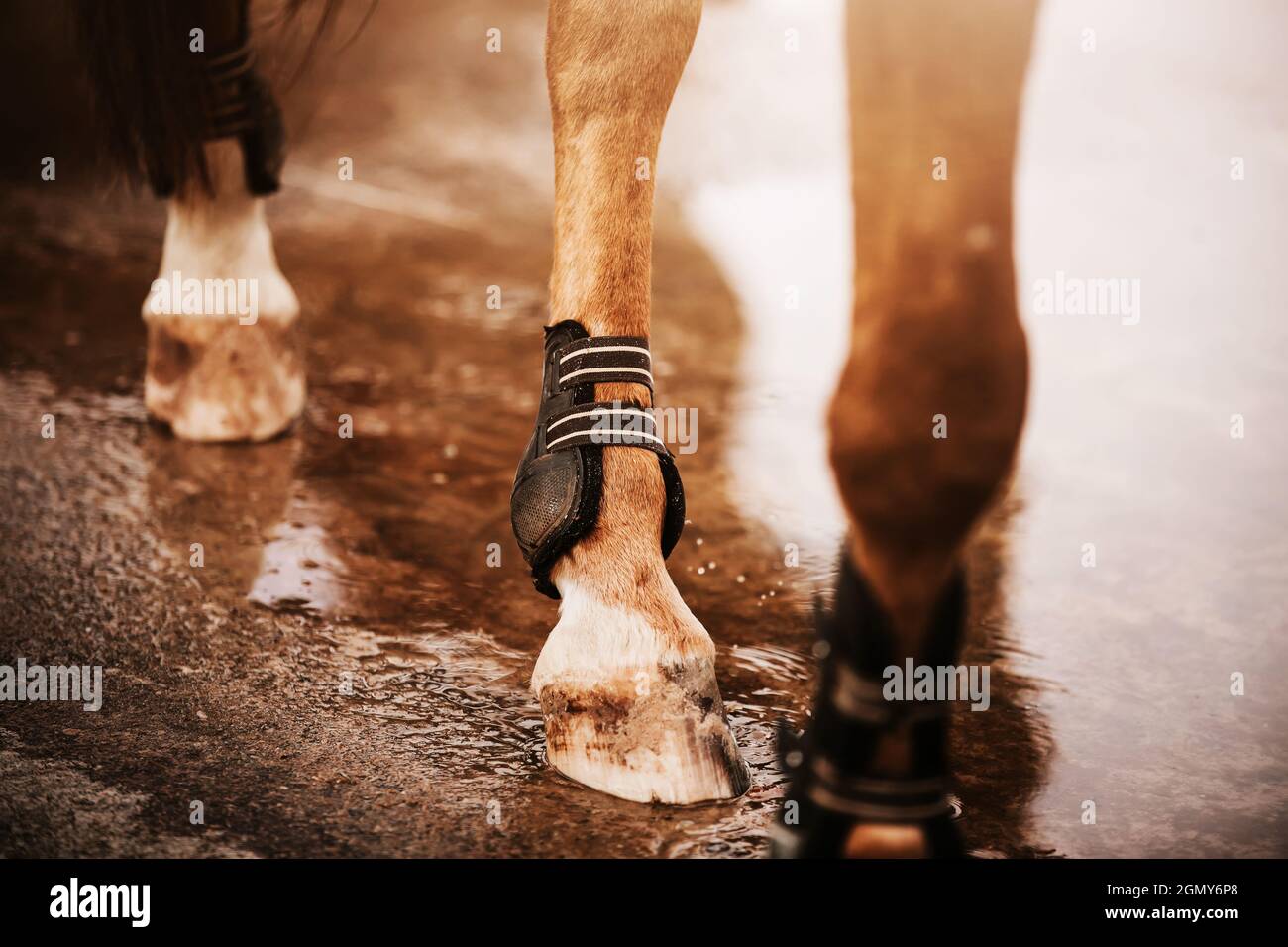 Ein Sauerampfer mit Bandagen an den Füßen geht die Straße entlang und tritt mit seinen Hufen nach dem Regen auf die Wasseroberfläche einer Pfütze. Equestri Stockfoto