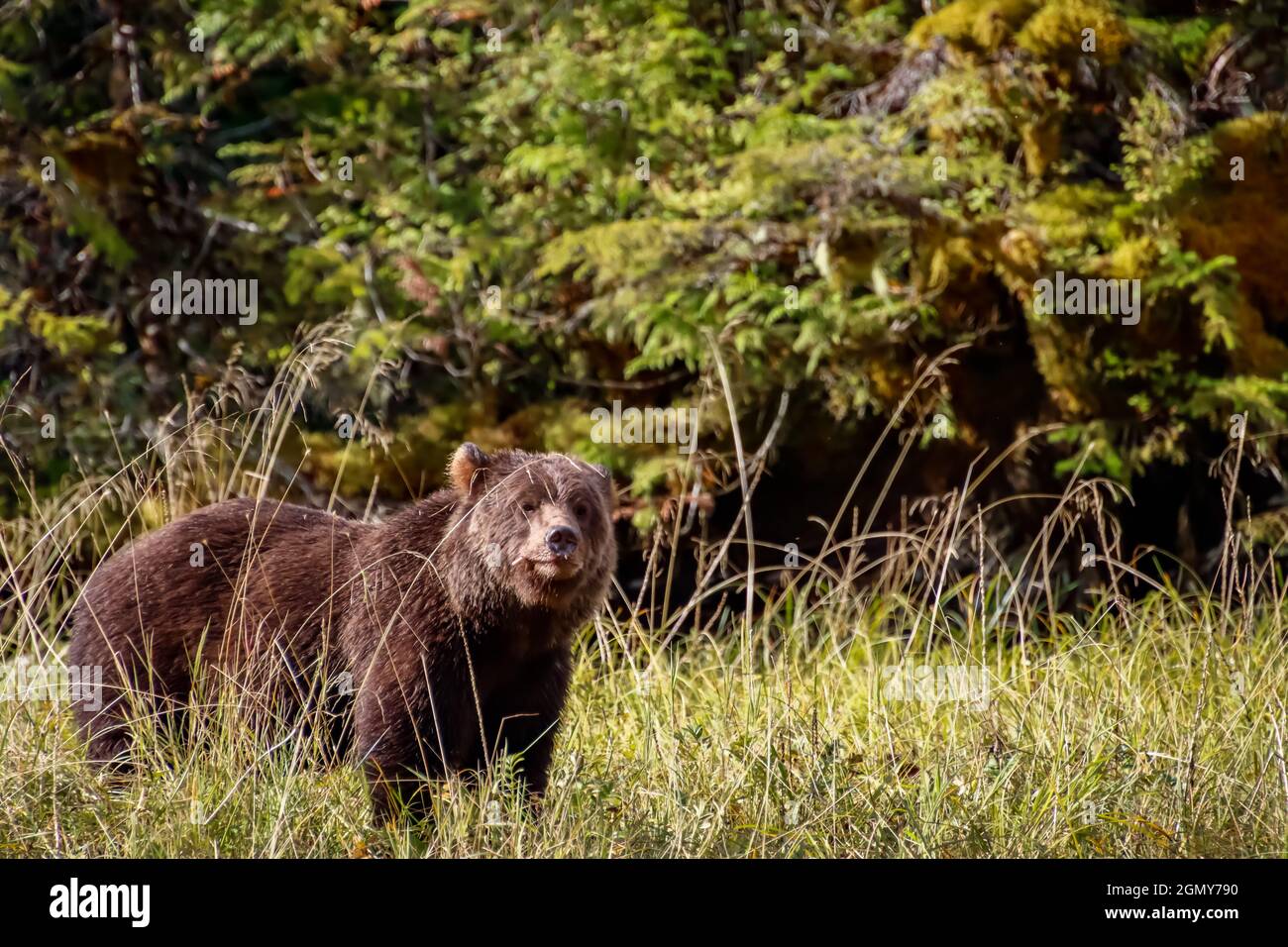 Blick auf einen Grizzlybären in einem Grasfeld. Stockfoto