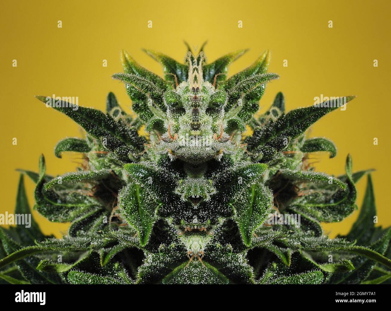 Cannabiskunst-Konzept. Psychedelischer visueller Effekt. Marihuana-Pflanze isoliert auf hellgelben Hintergrund. Stockfoto