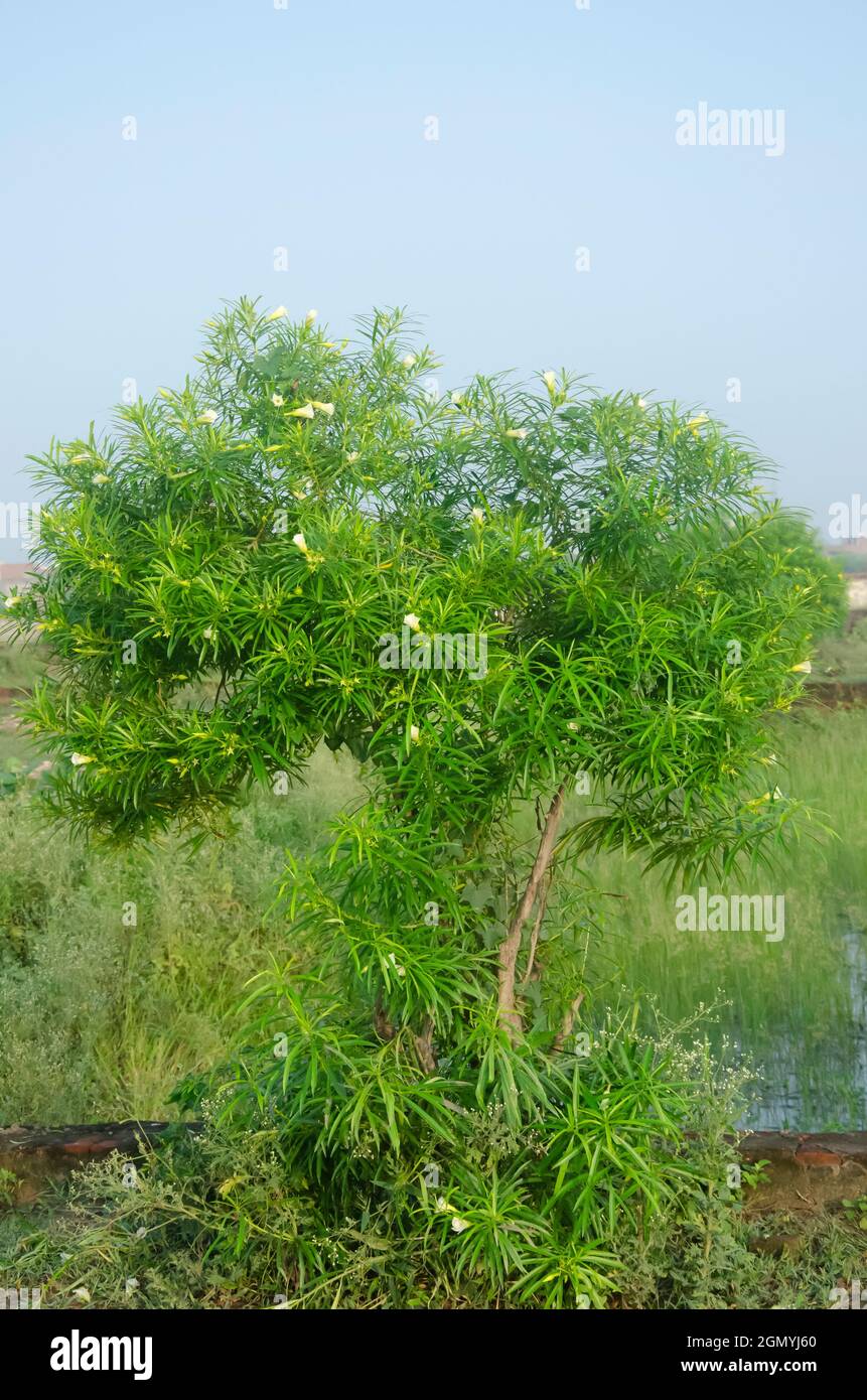 Selektiver Fokus auf CASCABELA THEVETIA ODER OLEANDER PFLANZE mit weißen Blüten und grünen Blättern. Himmel im Hintergrund. Stockfoto