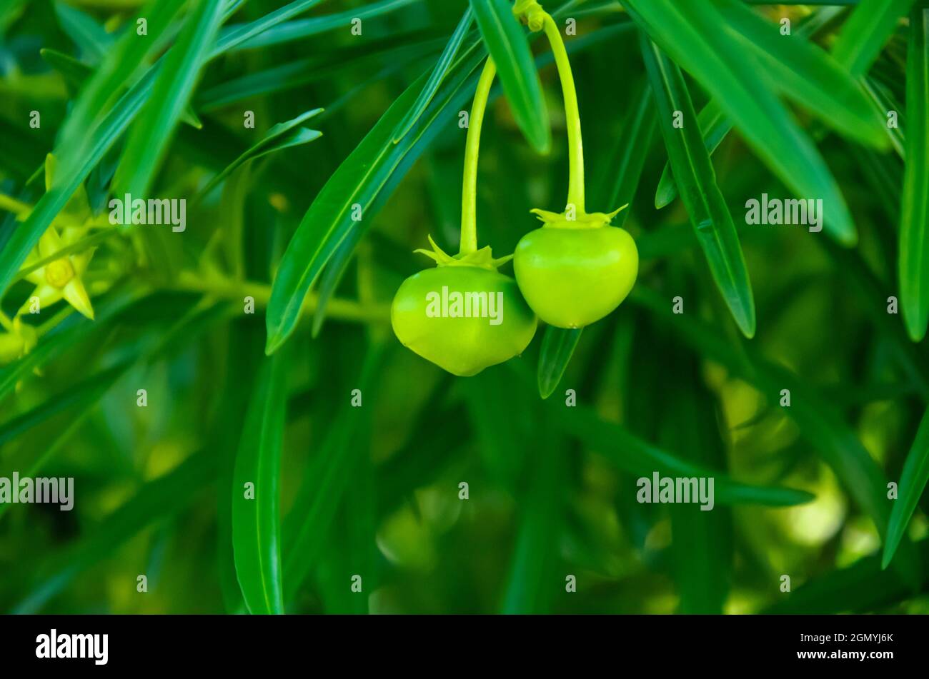 Selektiver Fokus auf CASCABELA THEVETIA ODER OLEANDER PFLANZE mit Früchten und grünen Blättern isoliert mit grünem Hintergrund. Stockfoto