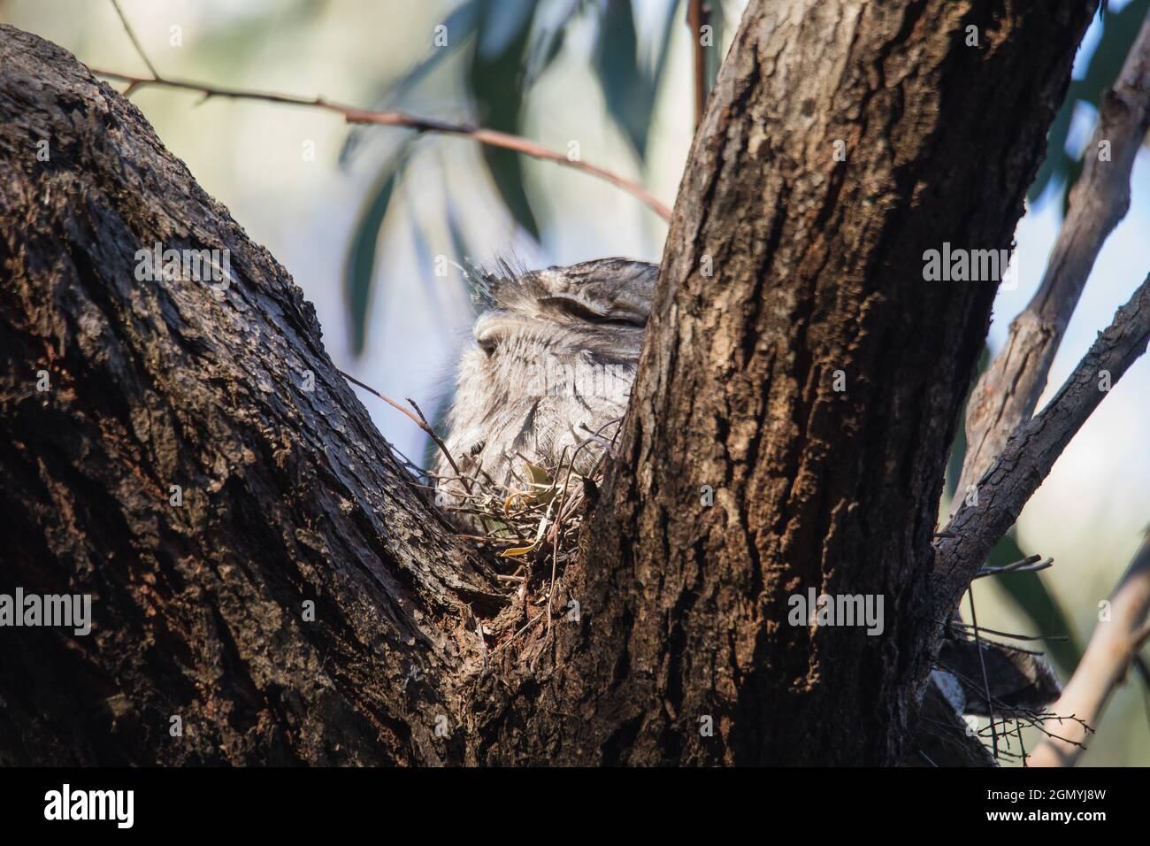 Tawny Frogmouth ruht auf Baum Ast Stockfoto
