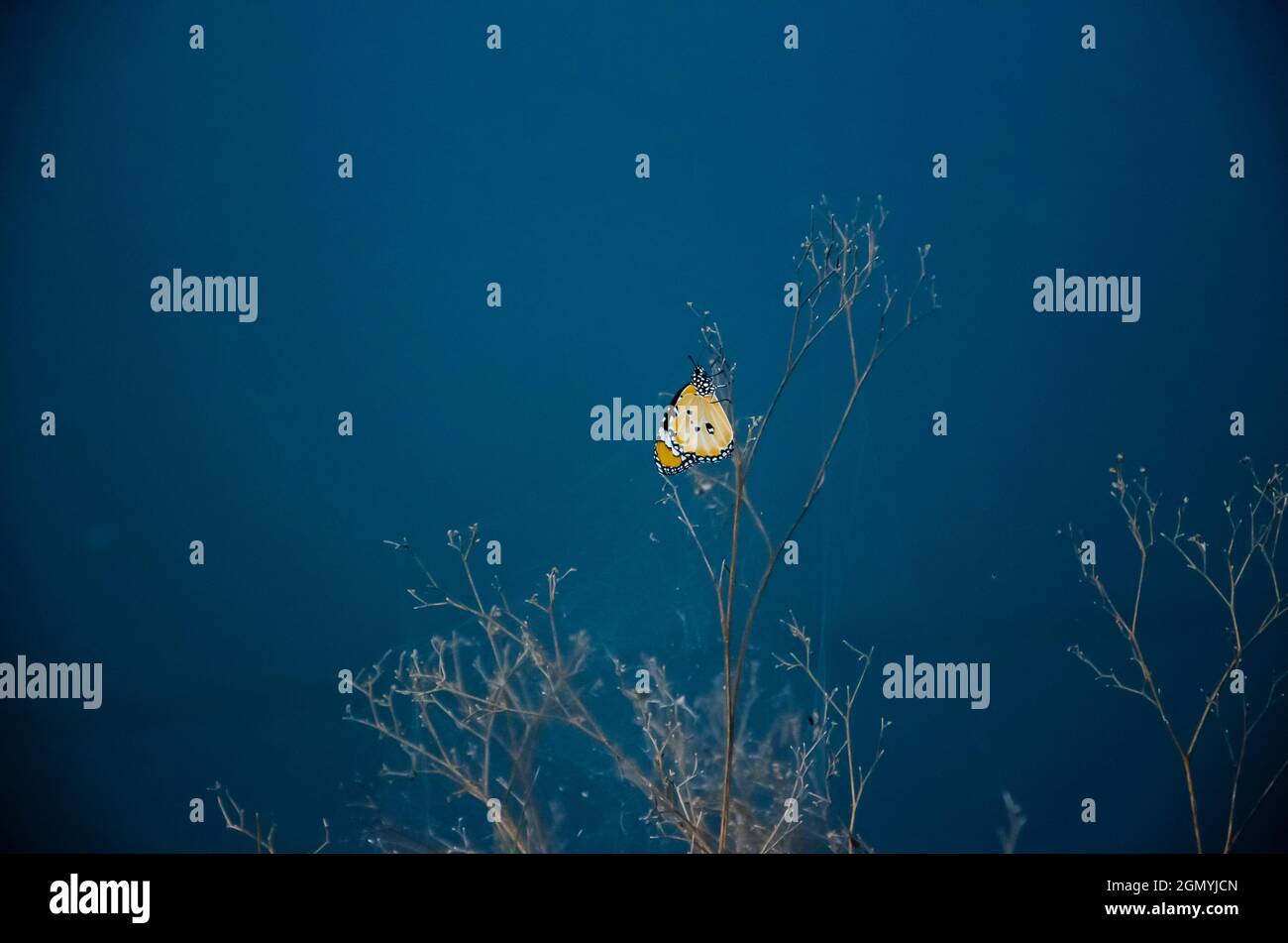 Selektiver Fokus auf SCHMETTERLING Sitzen Sie morgens auf der Pflanze mit blauem Wasserhintergrund. Stockfoto