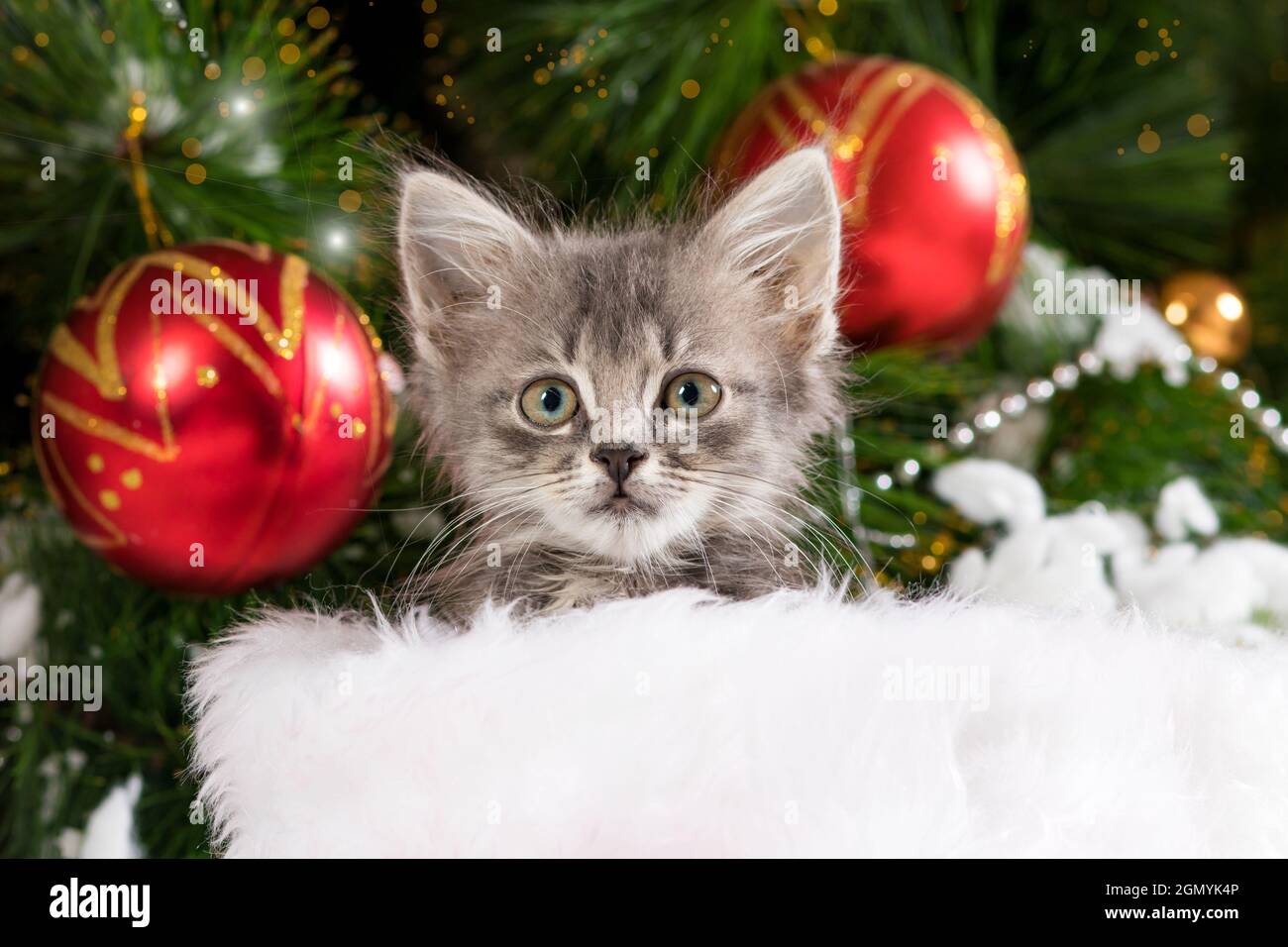 Niedliches graues Kätzchen bereitet sich auf Weihnachten und Neujahr vor, schaut vor dem Hintergrund eines Baumes mit Bällen in die Kamera. Stockfoto