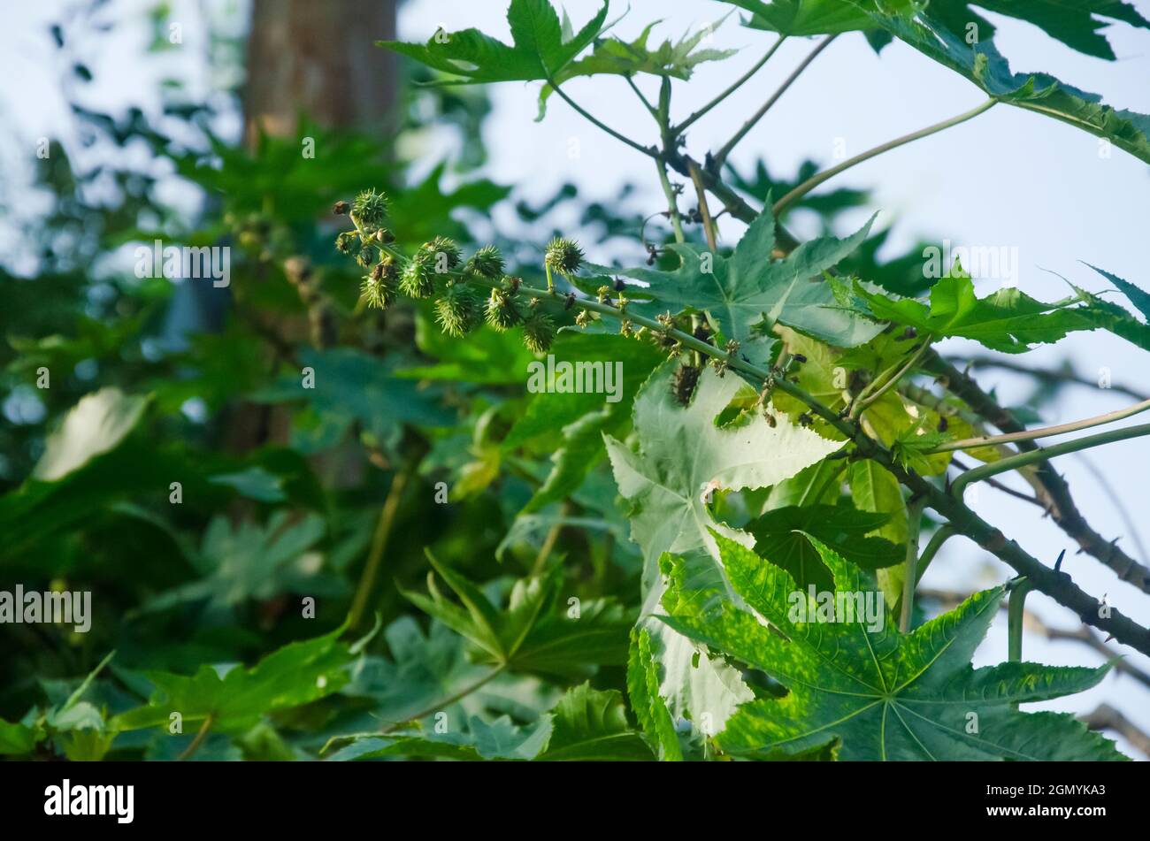 Selektiver Fokus auf RIZINUSBAUM im Garten. Stockfoto