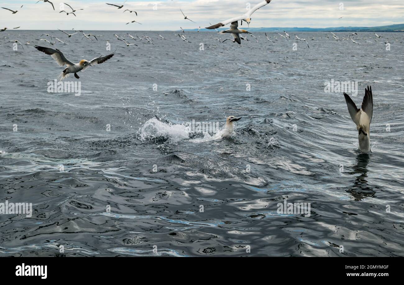 Nordtölpel (Morus bassanus), die in Firth of Forth, Schottland, Großbritannien, um Heringsfische kämpfen und nach Heringsfischen tauchen Stockfoto