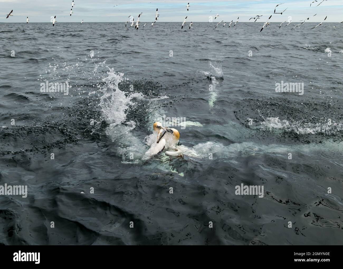 Nordtölpel (Morus bassanus) kämpfen um Heringsfische und tauchen ins Meer in Firth of Forth, Schottland, Großbritannien Stockfoto