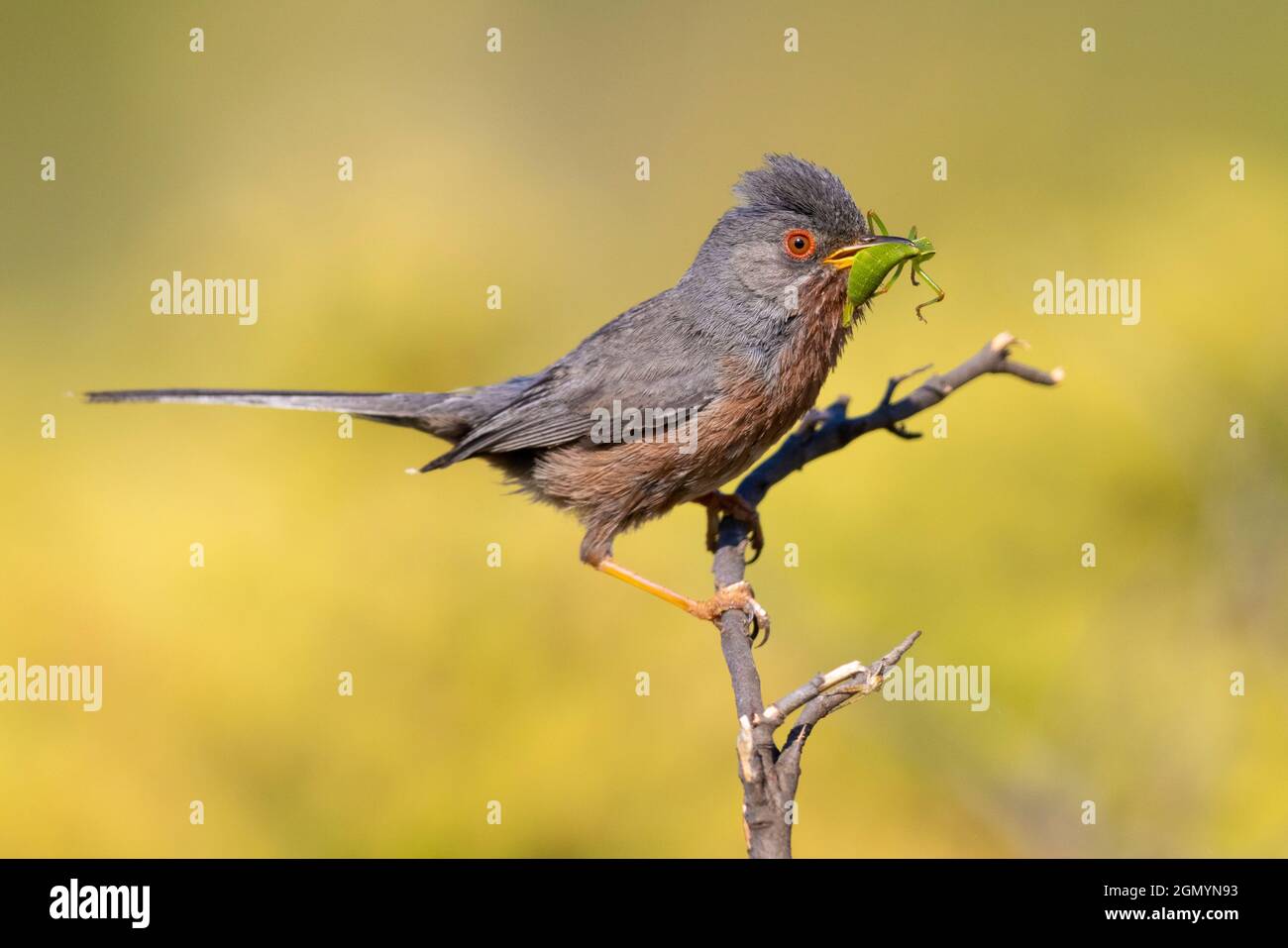 Dartford-Waldsänger (Sylvia undata), Seitenansicht eines erwachsenen Mannes, der auf einem Zweig thront, Kampanien, Italien Stockfoto